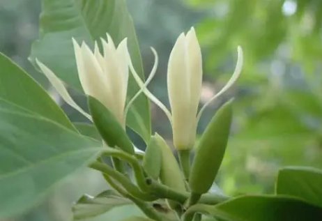 科学栽培白兰花的注意事项 家庭种植白兰花栽培技术