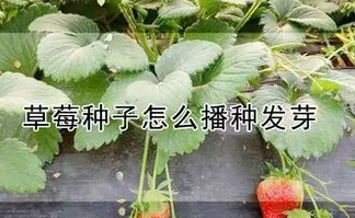 草莓种子怎么播种发芽-一株草莓能活几年